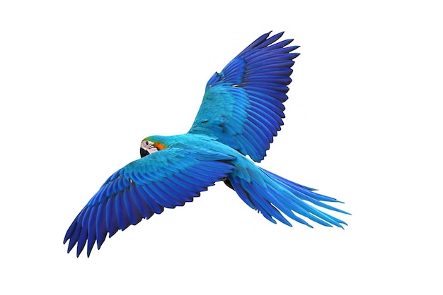 Colorful feathers on the back of macaw parrot. Blue and gold macaw parrot