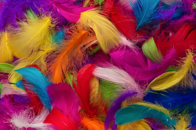 Colorful feathers background