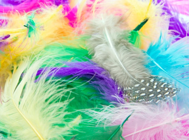 Colorful feathers background