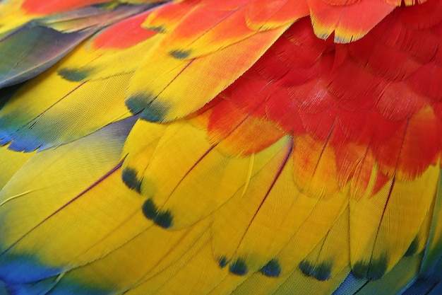 カラフルな羽、コンゴウインコの羽のテクスチャ