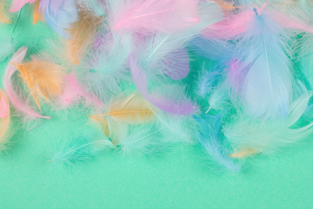 Colorful feathers