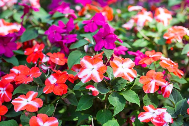 忙しいリジーのカラフルなフィールド、学名Impatiens walleriana花はバルサムとも呼ばれ、花壇