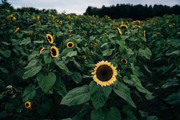 色とりどりの太陽の花の畑夏に丘の中に