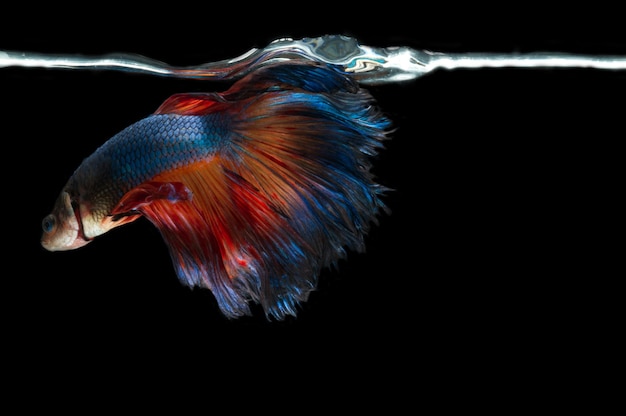 A colorful fighting fish is splashing water surface