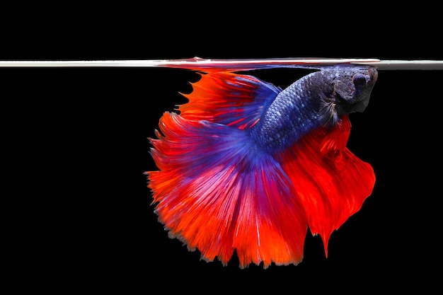 Colorful Fighting fish isolated on black background.