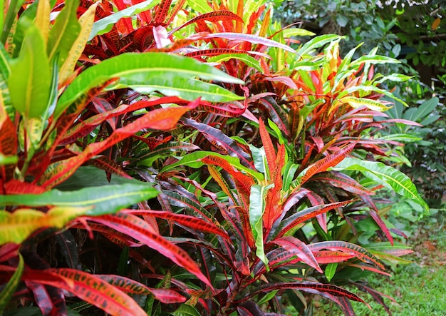 Colorful fire croton shrub in a tropical garden