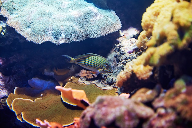 Colorful fish in blue water