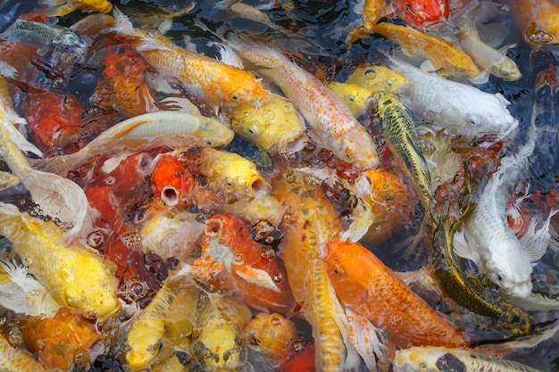 Colorful fish or fancy carp blur