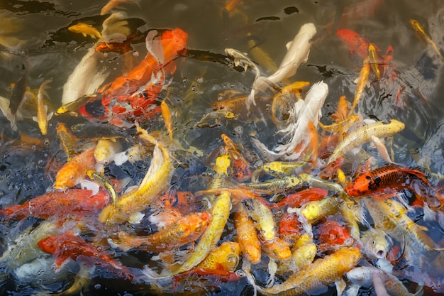 Colorful fish or fancy carp