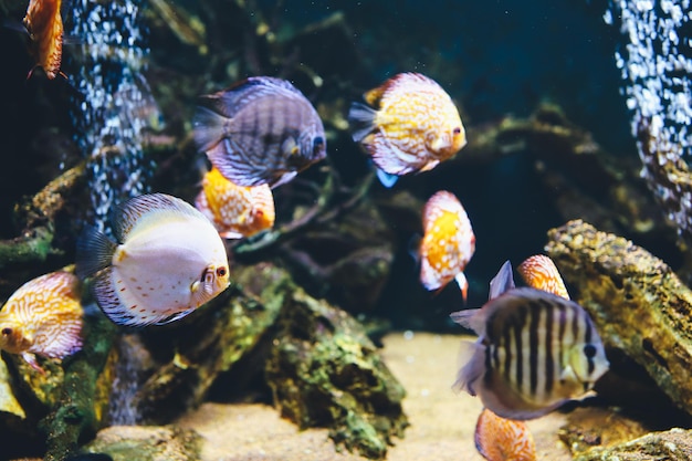 Colorful fish from the spieces Symphysodon discus in aquarium Closeup of adult fish