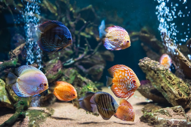 Colorful fish from the spieces Symphysodon discus in aquarium Closeup of adult fish