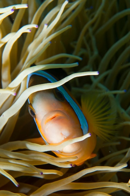 A colorful fish on hard coral macro in Cebu Philippines