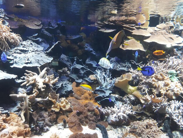 Разноцветные рыбки плавают в аквариуме