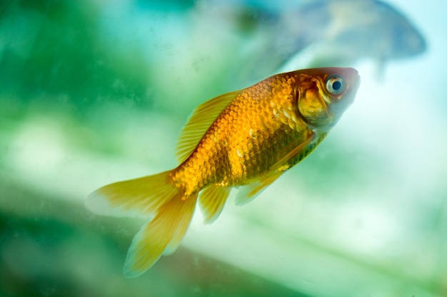 Colorful fish swimming in an aquarium