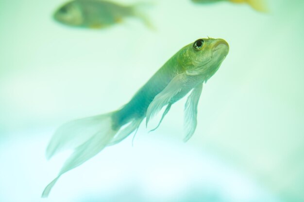 Colorful fish swimming in an aquarium