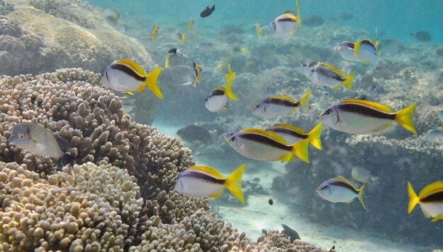 Photo colorful fish swimming in the tropical sea