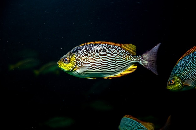 Colorful fish swimming underwater ocean water