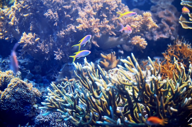 石とカラフルな魚