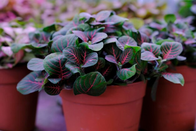 Photo colorful fittonia mix plant in a pot close-up. sale in the store. selective focus.