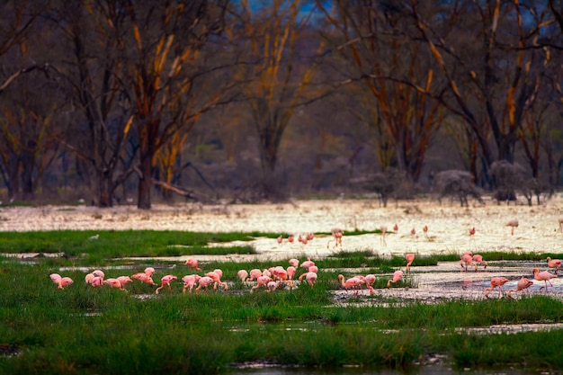 Colorful flamingos in shallow waters of lake nakuru in kenya africa