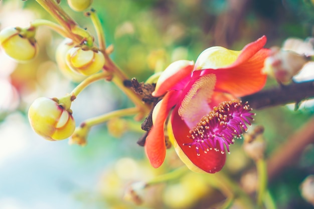 colorful flower background