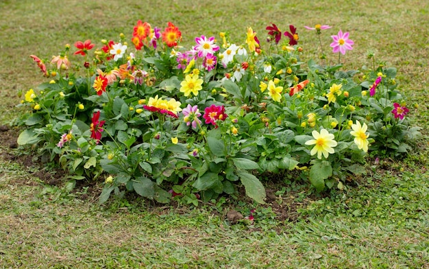 写真 カラフルな花壇と緑の芝生