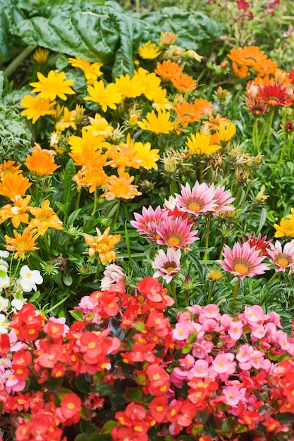 Colorful flower bed with Gazania and Begonia