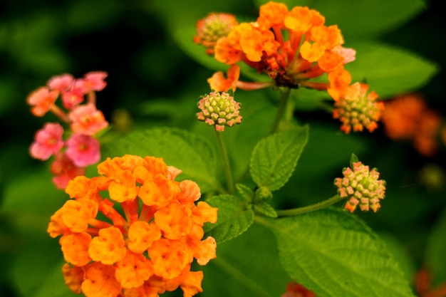 Colorful Flower In Bloom Background