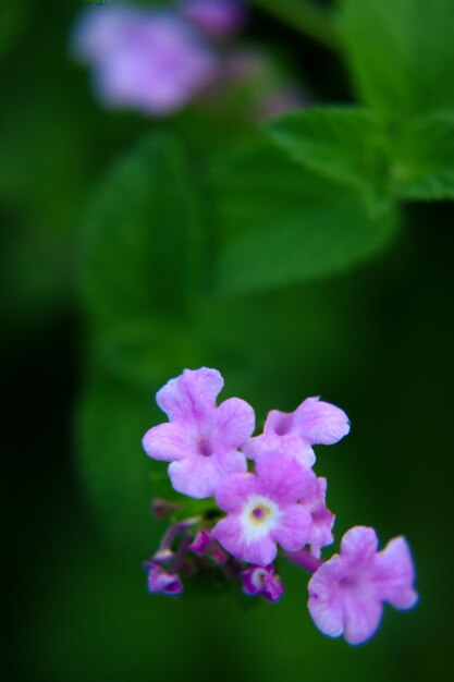 Colorful Flower In Bloom Background