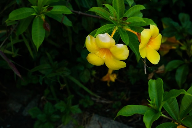 カラフルな花が咲く背景