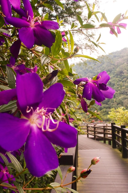 カラフルな花が咲く背景