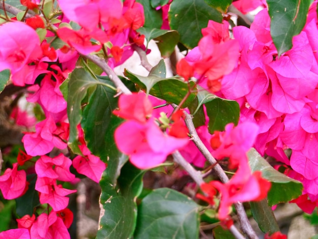 Colorful Flower In Bloom Background