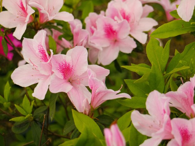 カラフルな花が咲く背景