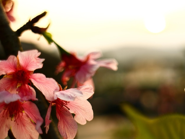 Colorful Flower In Bloom Background