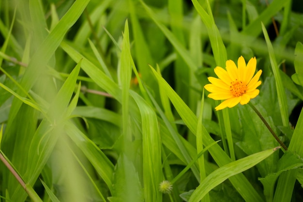 Colorful Flower In Bloom Background