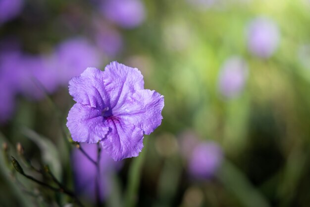 Fiore colorato da vicino