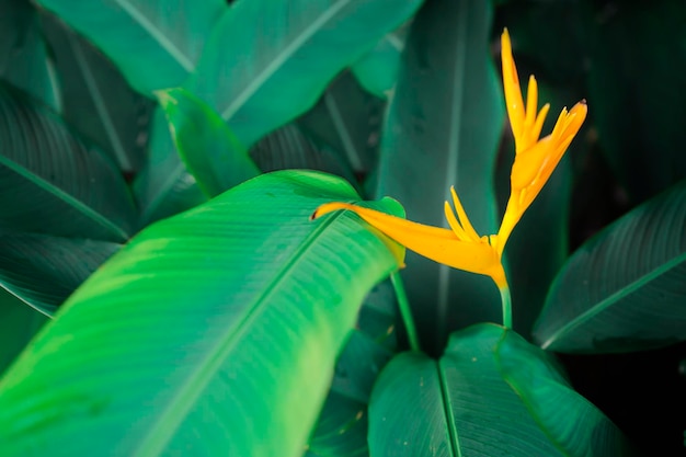 Fiore colorato su sfondo di natura fogliame tropicale scuro