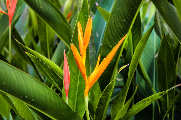 Colorful flower on dark tropical foliage nature