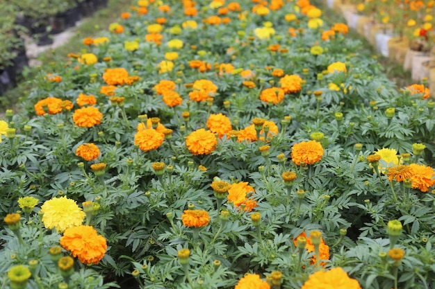 Photo colorful flower garden in park