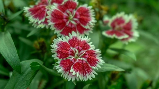 庭のカラフルな花 庭のいくつかの美しさの花