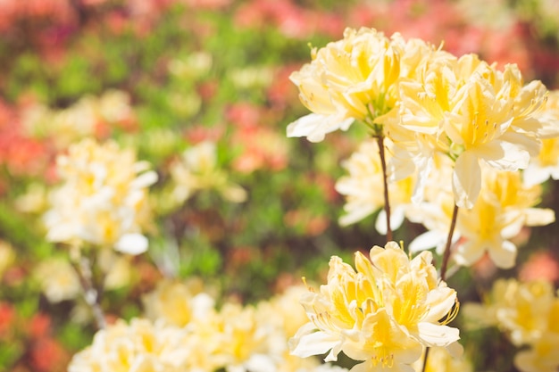 Colorful flower in the garden