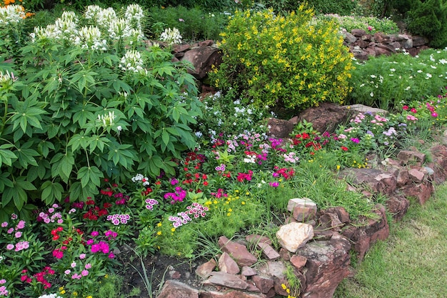 colorful flower in the garden