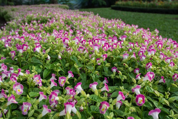 colorful flower in the garden