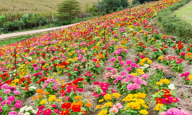 Colorful flower in garden