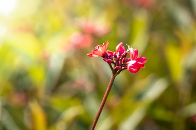 庭に色とりどりの花