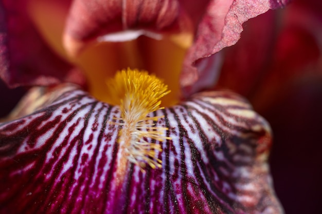 Красочный лепесток цветка. Макрофотография