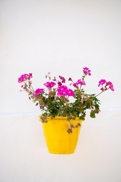 白い背景にピンクの花をかせたカラフルな花瓶