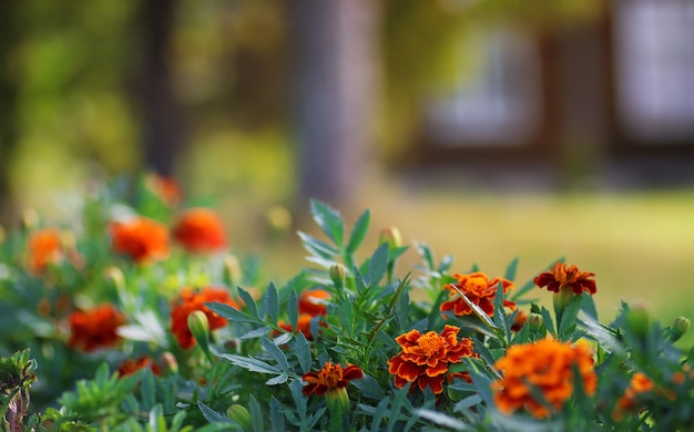 Tramonto di fiori colorati nel campo