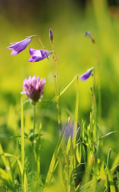 Colorful flower sunset in the field