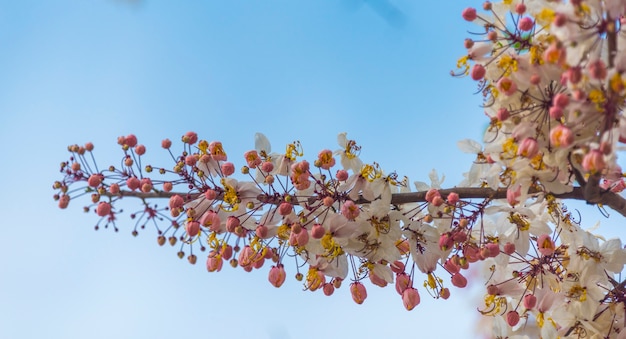 colorful flower on tropical tree in Thailand, natural scene in Asia